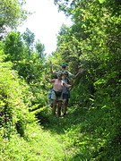 Wandelen in het groen