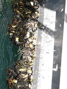 Aangroei in de haven