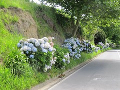 Hortensia's