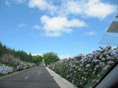 Weer die hortensia's