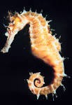 Zeepaardje