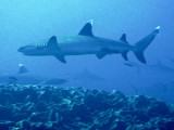 White tip shark