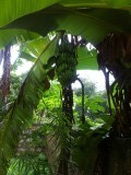 Bananen in de tuin