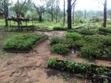 De schooltuin