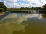 Tilapia vijver