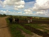 Ploegen met twee ossen