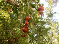 Overal in Iran lekkere granaatappels.