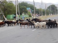 Dorpsbeeld c.q. avondritueel, de geiten en schapen komen terug van de steppe.