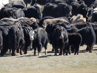 Kudde Yaks.