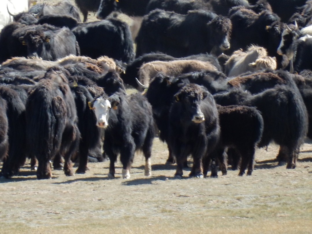 Kudde Yaks.
