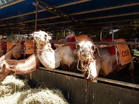 Kamelen boerderij.