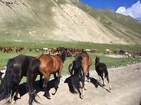 Paarden, paarden en nog eens paarden in Kirgistan.