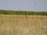 DSC00336