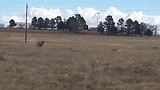 National Bison Day at Rocky Mountain Arsenal National Wildlife Refuge