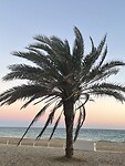 Palmboom boulevard