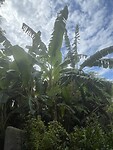 IMG_0042
