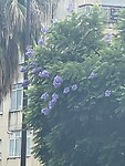 IMG_0037