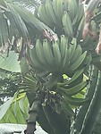 IMG_0046