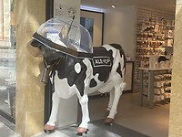 IMG_0062