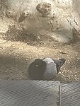 IMG_0069
