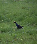 ‘Pukeko’ (Australasian Swamphen) één van de vele mooie vogels onderweg.