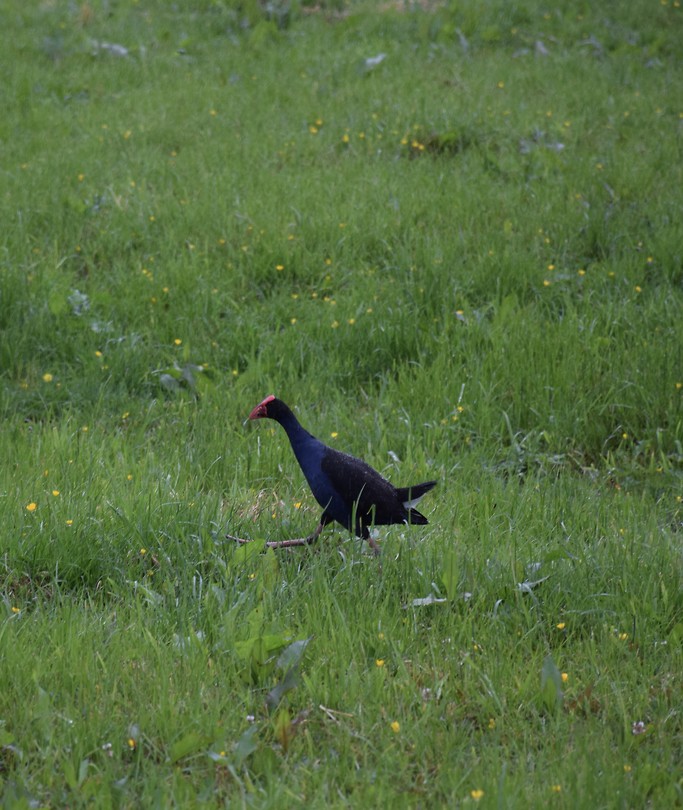 ‘Pukeko’ (Australasian Swamphen) één van de vele mooie vogels onderweg.