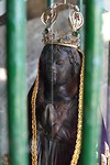 DSC00234