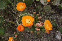 DSC00724