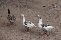DSC00728