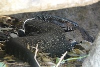 DSC00865