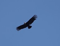 DSC00929 (2)