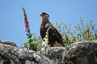 DSC01006