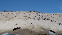 IMG_5133