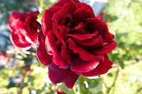 DSC01740