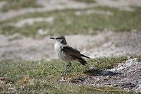 DSC02505
