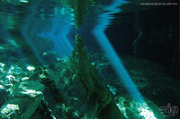 Grotduik in een cenote