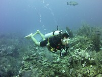 Duiken op Ambergris Caye