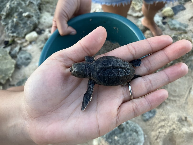Utila