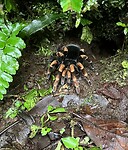 Tarantula