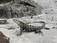 Manuel Antonio