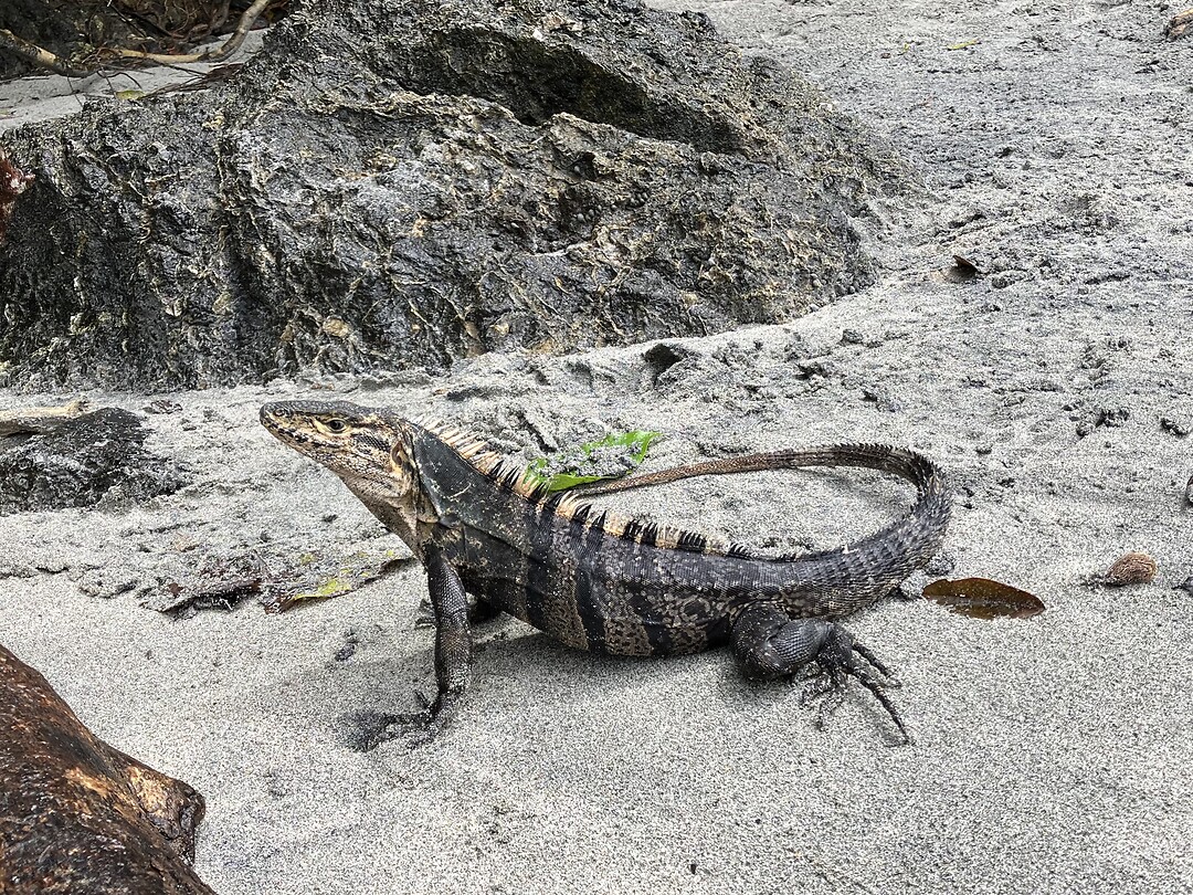 Manuel Antonio