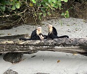 Manuel Antonio