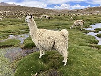 Nationaal Park Lauca