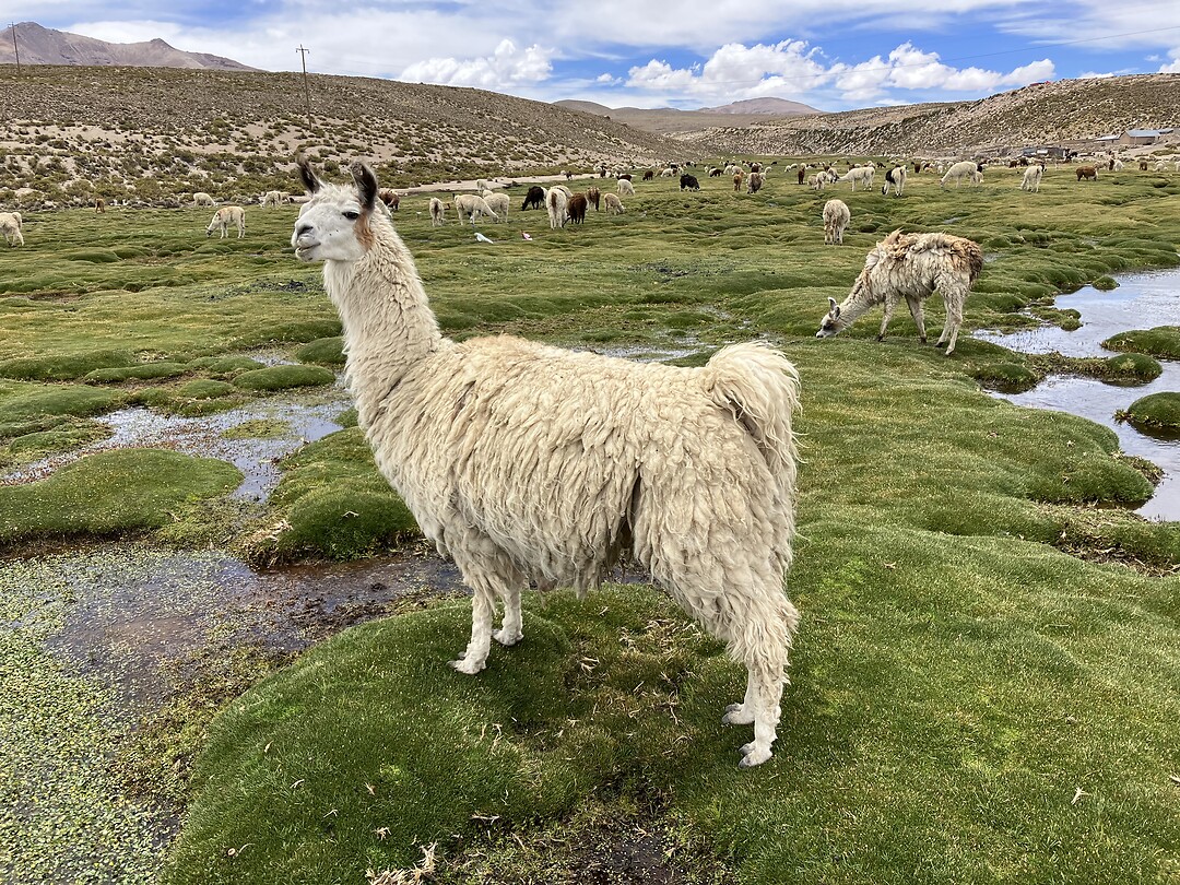 Nationaal Park Lauca