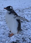 Pinguïnjong