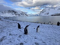 De bewoners van Antarctica