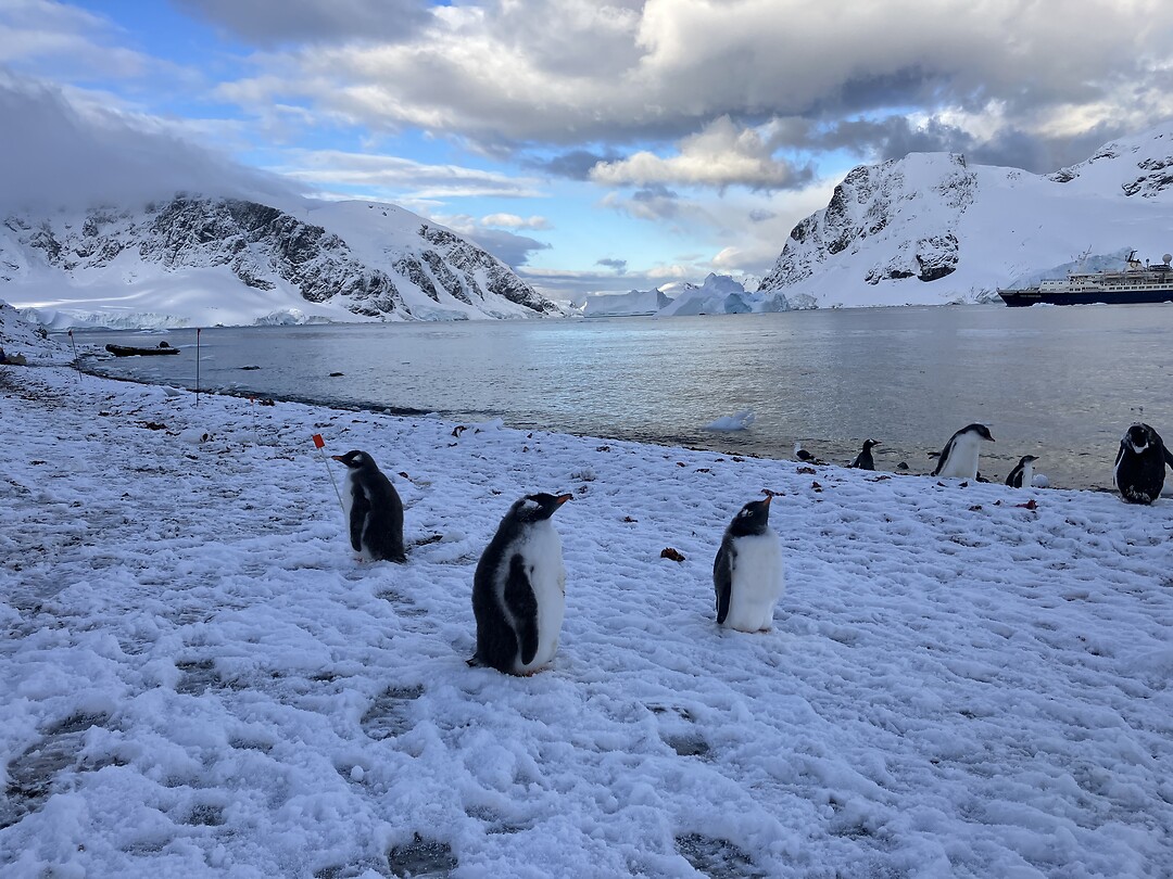 De bewoners van Antarctica