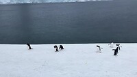 De bewoners van Antarctica