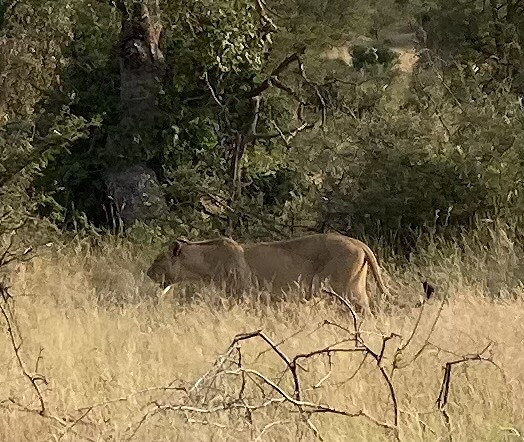 Krugerpark
