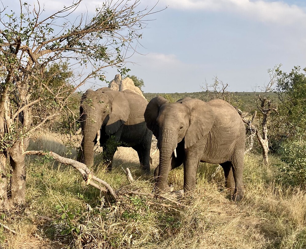 Krugerpark